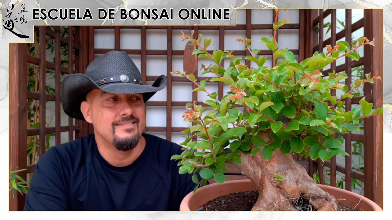 Haciendo BONSAI de Calidad - Lagerstroemia Julio 2025