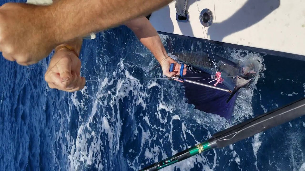 Catching Fish Youtube : catching fish with fish #fish #fishing – GTFJ