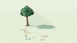 How can shadows reveal the height of a tree Use a 1.5-metre stick casting a 2-metre shadow and a tr