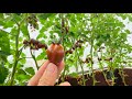 #4 Cách làm vườn cà chua cherry ngọt hơn mong đợi |How to make cherry tomatoes sweeter than expected