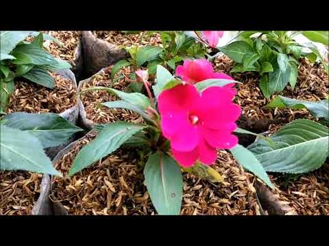 Video: Cara Menanam Benih New Guinea Impatiens: Menanam Benih New Guinea Impatiens