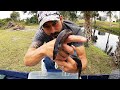 Congo eel  in our backyard  fish trap