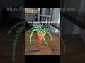 #viral #smallbusiness #diy #handmade #plants