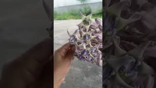 Beautiful flowers ❤️|?? family cooking familycooking