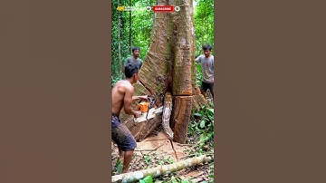 Deep Forest Tree Revealed! #woodworking#chainsaw#treecutting