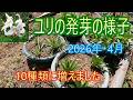 【ユリの発芽の様子】2026年・4月 10種類に増えました 26/5/11