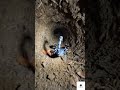 I Mounted a Micro-Camera on an Emperor Scorpion...Its Underground Lair is Terrifying#pov  #wildlife