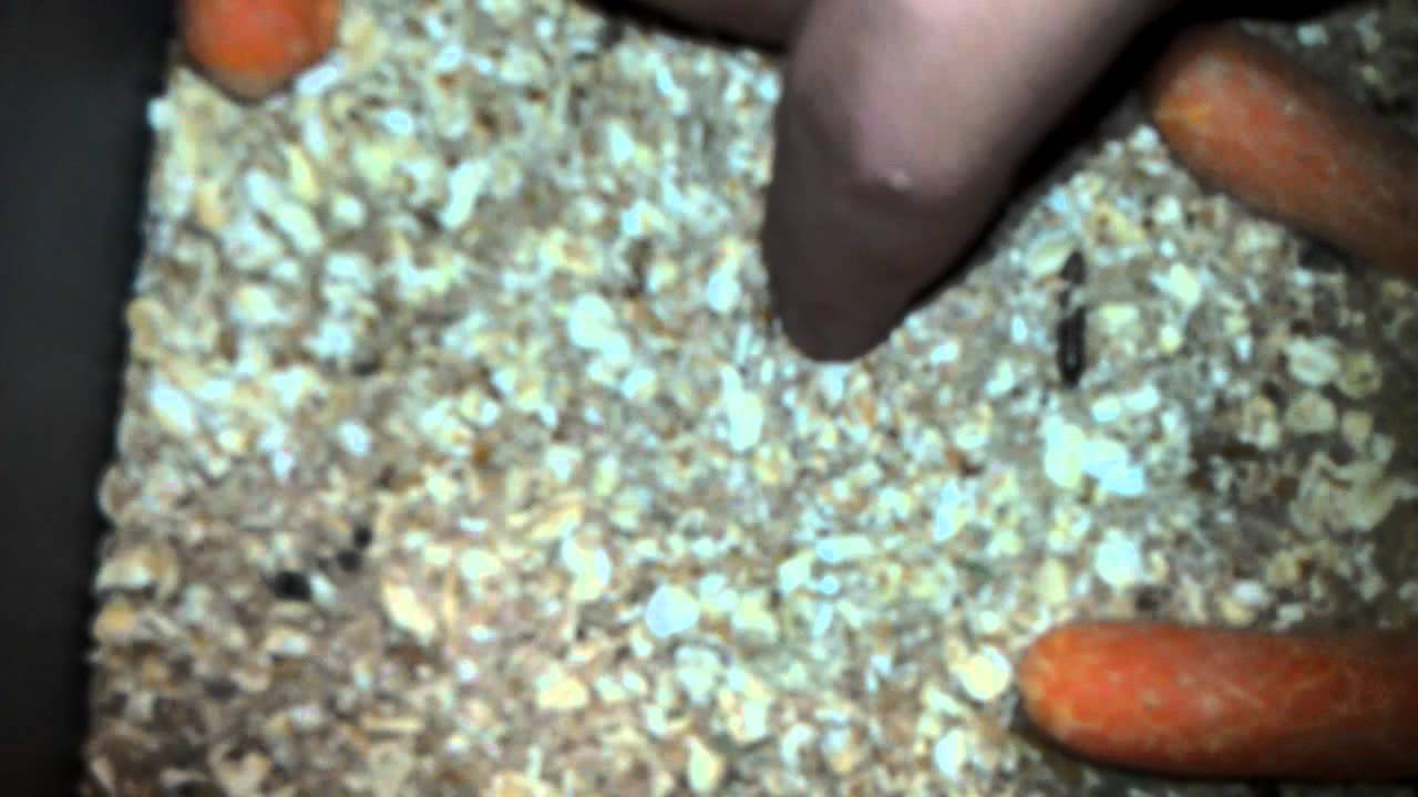 Reptile fridge and baby mealworms YouTube