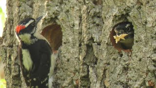 Downy woodpeckers building the nest