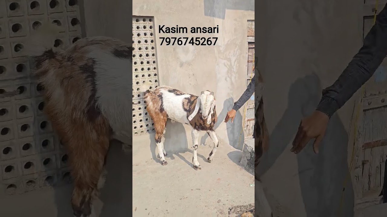 Khassi gujri bakra for sell 