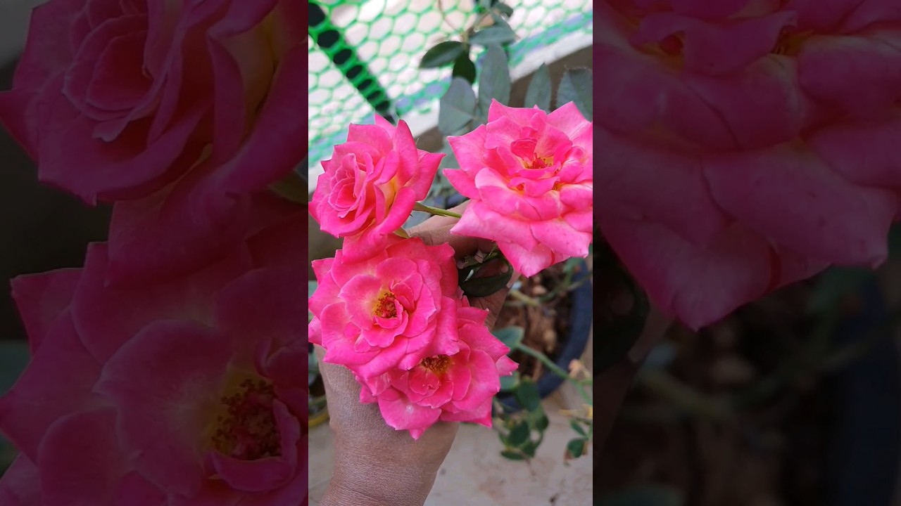 எங்கள் வீட்டு பூக்கள் my garden flowers flowers in my garden 