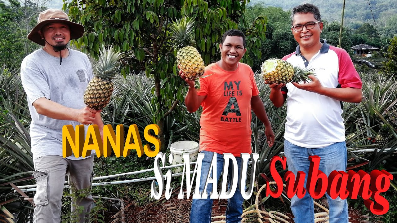 Nanas Madu Subang