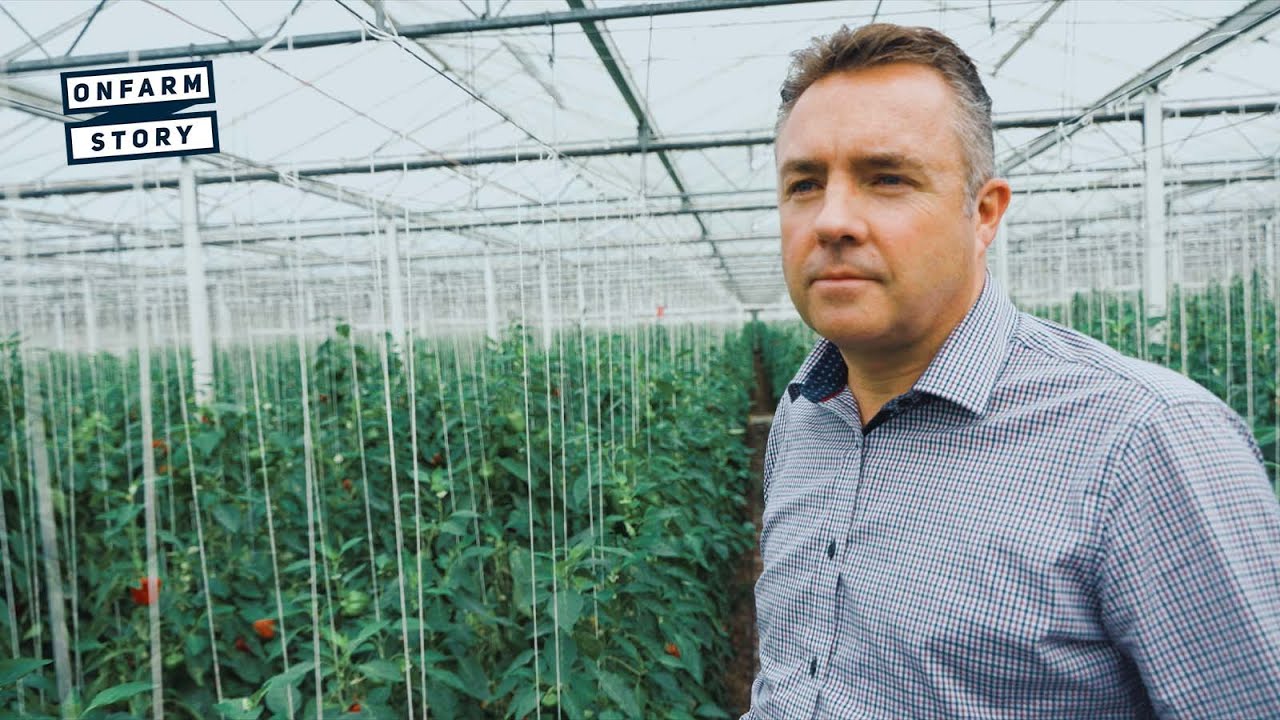 The Sophisticated Glasshouse Enterprise Growing Capsicums in Warkworth On Farm Story YouTube