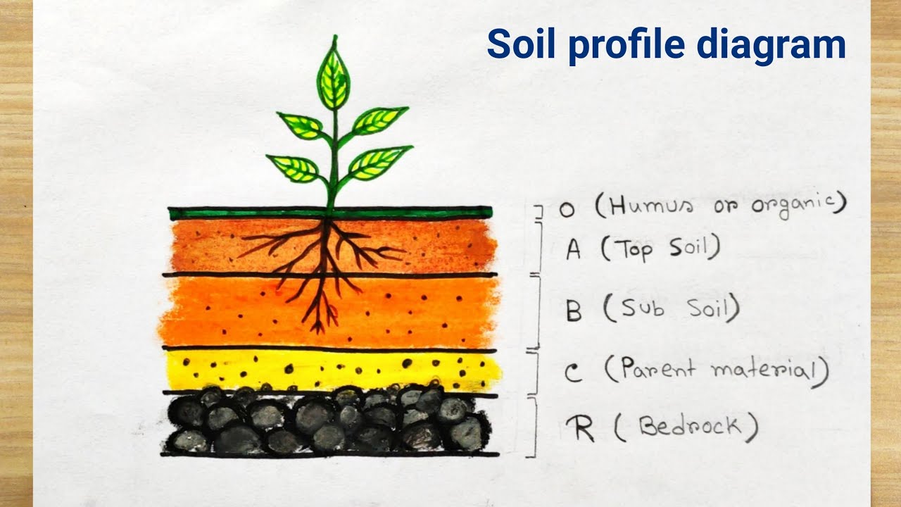 Soil Profile Diagram drawing  Layer of Soil drawing  How to draw layers  of soil  YouTube