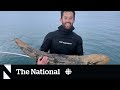 #TheMoment a scuba diver found a mastodon tusk