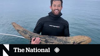 #TheMoment a scuba diver found a mastodon tusk