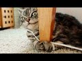 😂 Awesome Funny 😸 Cats And 🐶 Dogs  -  Funniest And Cute Pet Videos