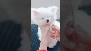 【動画全編は⬆️】世界一可愛いチワマルの子犬が初トリミング✂️