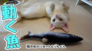 【猫玩具】動くリアルな魚のおもちゃと猫　Dancing fish で遊んでみた猫のあかりちゃんとゾルくんの場合＃ダンシングフィッシュ