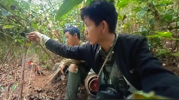 ต่อไก่ป่า,cuab qaib qus nyob ze sab  phaj maj