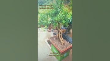 Trâm Suối. (nghệ danh Tùng Đá)