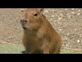 赤ちゃんカピバラの鳴き声 (伊豆シャボテン動物公園) 2018年4月22日