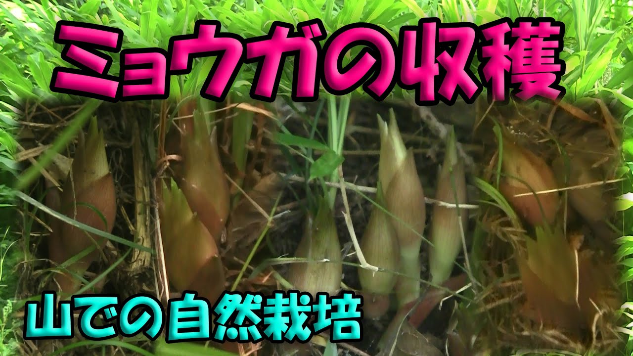 【ミョウガ】山で育てたミョウガの収穫