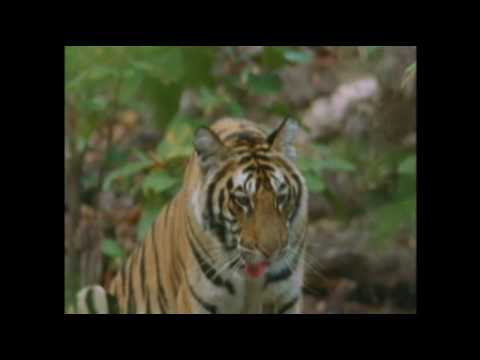 Anthony Marr: Champion of Bengal Tiger - part 2 of 2