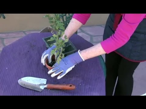 Video: Krizantēmu pārstādīšana - kad un kā pārstādīt māmiņas augu
