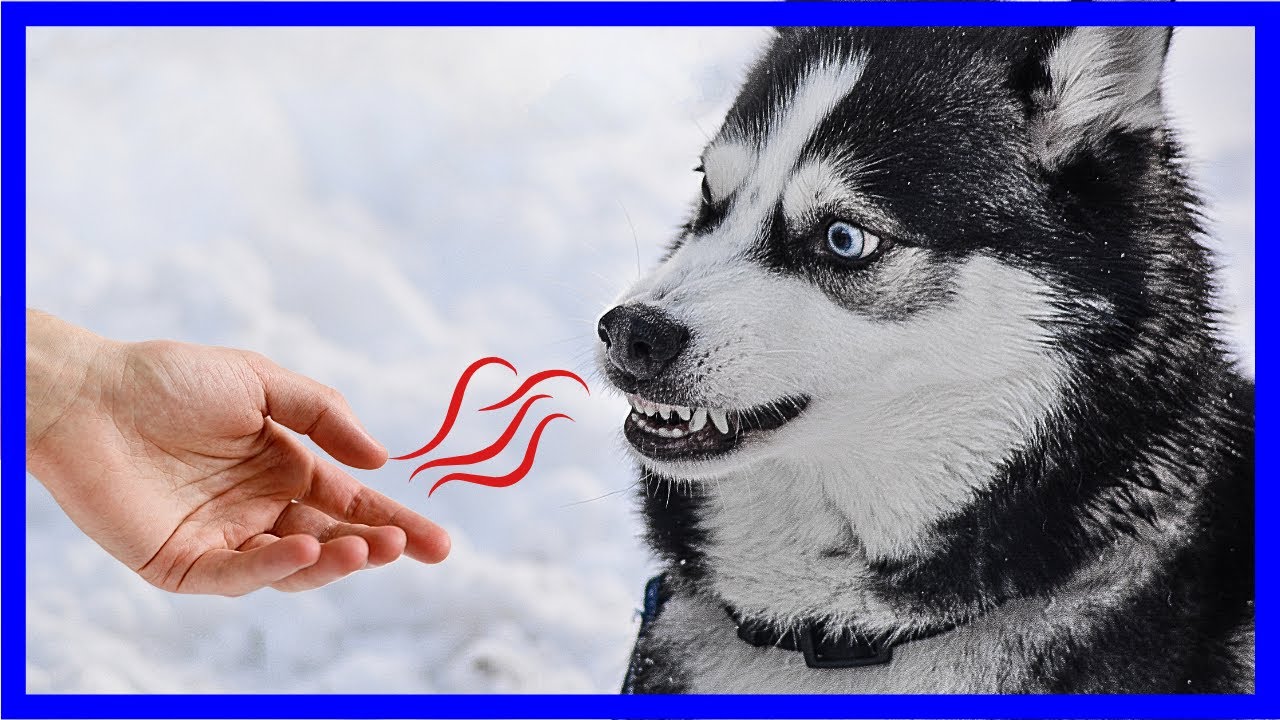 Jak psy rozpoznają złych ludzi? Naukowe wyjaśnienie zaskakuje!