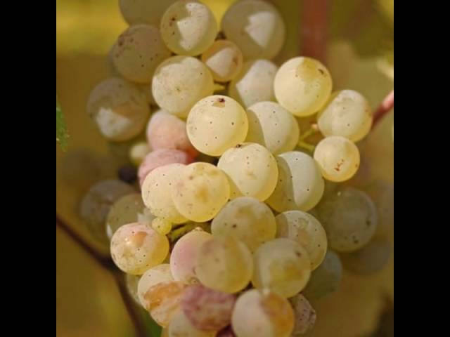 ВИНОГРАД РИСЛИНГ