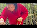 Harvesting bamboo shoots in Japan