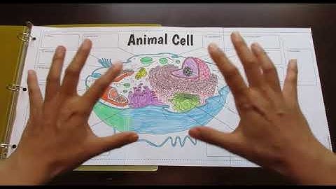 Animal Cell - Interactive Big Foldable for INBs or Binders (by Tangstar Science)