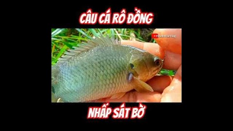 Câu Cá Rô Đồng Sát Bờ./#fishing ./#shorts ./#caucarodong./@thachhauvlog83 .