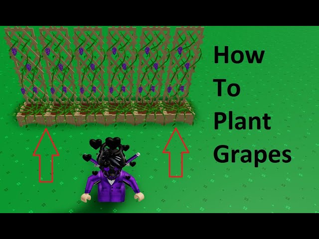 Roblox How To Grow Grapes - campfire roblox skyblock