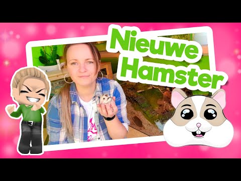 Video: Syrische hamsters: classificatie, beschrijving en verzorging