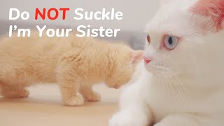 Do NOT Suckle, I’m Your Sister! Cream Chasing Ore  Day 46 @ Baby Kittens Day 1 to Day 100 Vlogs