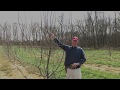 How to prune and train apple trees