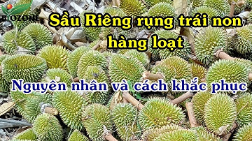 Sầu riêng rụng trái non | Nguyên nhân và cách khắc phục