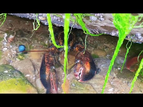 【English sub】Xiaozhang found octopus nest and lobster