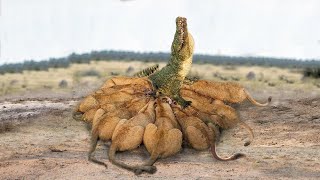 Crocodile Is King Of The River and Lion Is King Of The Grasslands, What Happens If They Confront?