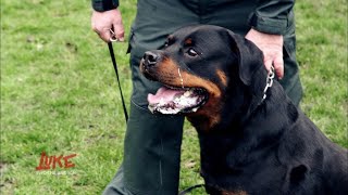Thumbnail for Luke und die Polizeihunde