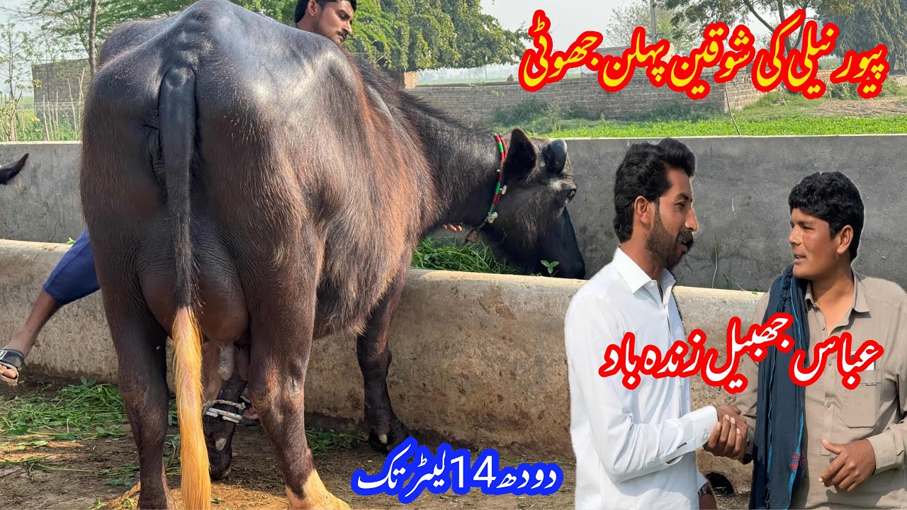 پیورنیلی کی شوقین پہلن جھوٹی براۓفروخت 01 مارچ | 1st Timer Pure Nilli High milking Buffalo for sale 