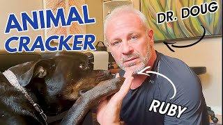 OLD ROTTWEILER ~ MADLY in LOVE with her CHIROPRACTOR! (PART 6)