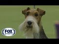 King wins Best in Show at the 2019 Westminster Kennel Club Dog Show | FOX SPORTS