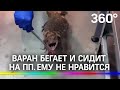 Варана посадили на диету. Фаня из Калининградского зоопарка худеет на пробежках и червяках