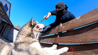 ВОР ЗАЛЕЗ ВО ДВОР! Реакция собаки ! Burglar PRANK ВОР ЗАЛЕЗ ВО ДВОР! Реакция собаки ! Burglar PRANK