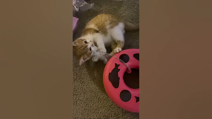 Goldie the Foster Kitten is feeling Better!