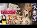 犬のイタズラは叱らないで改善しよう【№209】