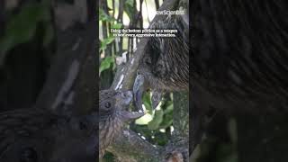Parrot uses his broken beak to become a dominant male